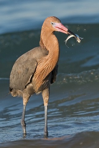 Rtelreiher Egretta rufescens Reddish Egret